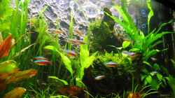 Dekoration im Aquarium Becken 11060
