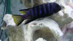 Besatz im Aquarium Becken 11078
