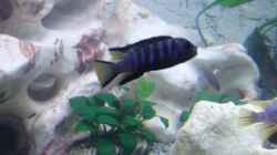 Pflanzen im Aquarium Becken 11078