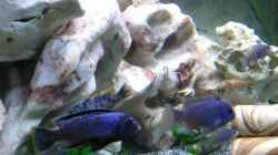 Besatz im Aquarium Becken 11078