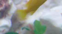 Pseudotropheus msobo Weibchen