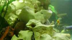 Besatz im Aquarium Becken 11078