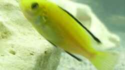 Labidochromis Yellow