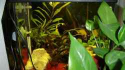 Dekoration im Aquarium Becken 1113