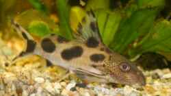 Synodontis, aber welcher?