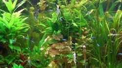 Pflanzen im Aquarium Becken 11159