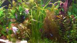 Pflanzen im Aquarium Becken 11159