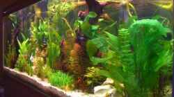 Pflanzen im Aquarium Becken 11159