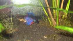 Besatz im Aquarium Becken 11165