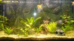 Aquarium Becken 11168