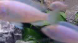 Besatz im Aquarium Becken 11253