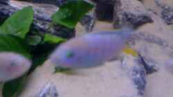 Besatz im Aquarium Becken 11253