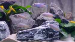 Besatz im Aquarium Becken 11253
