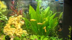 Besatz im Aquarium Becken 11306