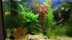 Aquarium Becken 11314