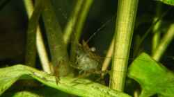 Besatz im Aquarium Becken 1135