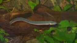 Erpetoichthys calabaricus