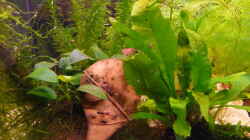 Aquarium Becken 11451