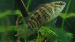 Besatz im Aquarium Becken 11458