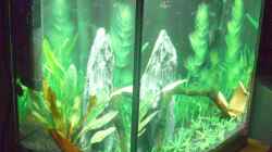 Aquarium Becken 11461