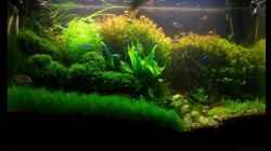Aquarium Becken 11533