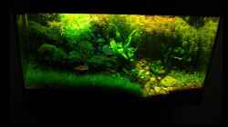 Aquarium Becken 11533