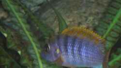 Labidochromis hongi männchen