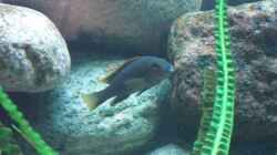 Labidochromis hongi weibchen