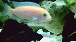 Pseudotropheus demasoni rot rot