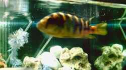 Pseudotropheus Cameleo