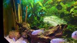 Dekoration im Aquarium Becken 11596