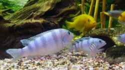 Besatz im Aquarium Becken 11596