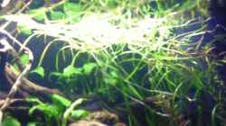 Potamogeton gayi