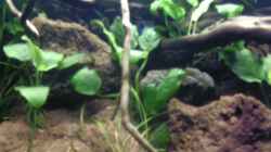 Dekoration im Aquarium Becken 11607
