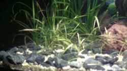Pflanzen im Aquarium Becken 11607
