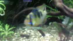 Besatz im Aquarium Becken 11607