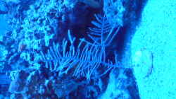 Dekoration im Aquarium Becken 11616