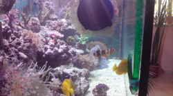 Dekoration im Aquarium Becken 11616