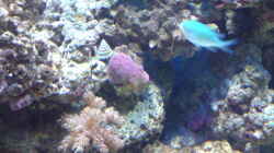 Dekoration im Aquarium Becken 11616