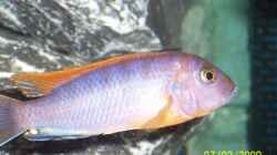 Besatz im Aquarium Becken 11628