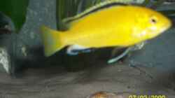 Labidochromis Yellow