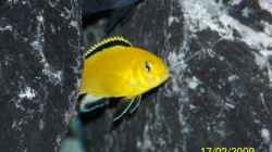 Besatz im Aquarium Becken 11628