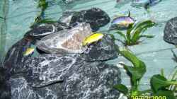 Aquarium Becken 11628