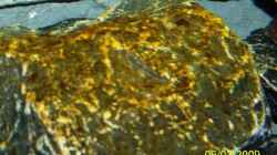 Aquarium Becken 11628