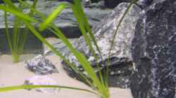 Vallisneria gigantea