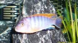Besatz im Aquarium Becken 11628