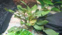 Walkers Wasserkelch, Cryptocoryne walkeri