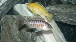 Labidochromis caeruleus