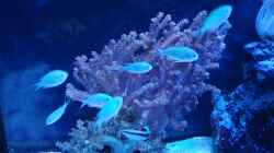 chromis