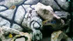 Aquarium Becken 11825